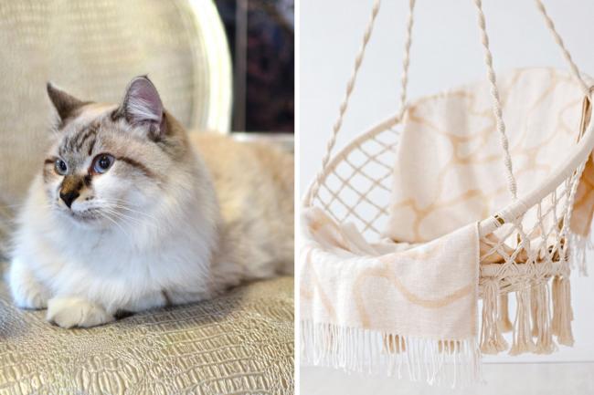 Where you can buy an egg chair for your cat this Christmas (Canva)