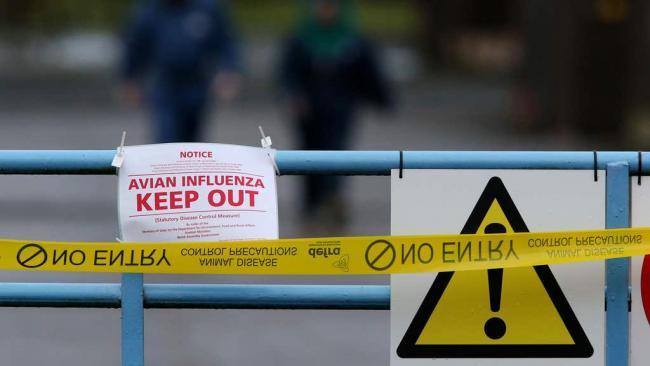 Avian influenza has been confirmed in England (PA)