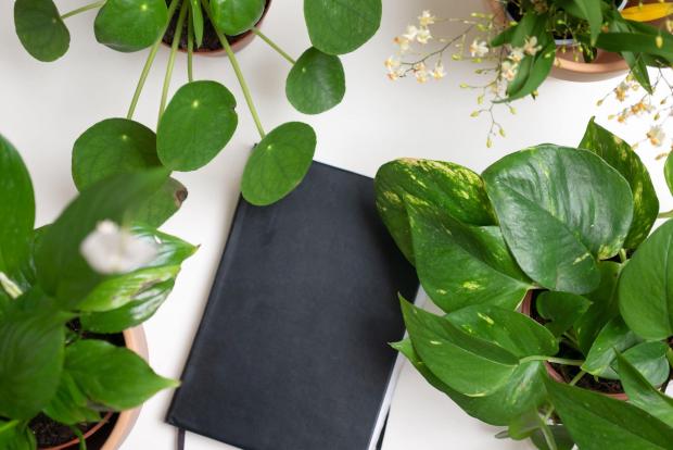 Basingstoke Gazette: A black notebook surrounded by indoor plants. Credit: PA