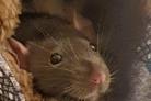 RATS Betty and Wilma have been brilliant pets since being purchased at a Winchester pet store 18 months ago. Betty is playful and likes to play ball while Wilma is shy, cuddly and sweet.