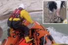 Newhaven RNLI rescued this border collie yesterday