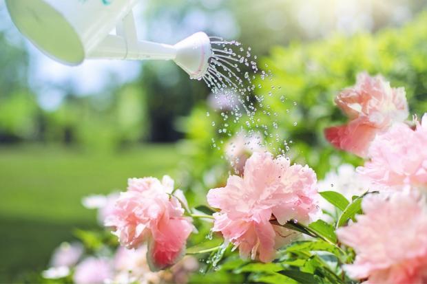 Basingstoke Gazette: A watering can watering some pink flowers. Credit: Canva
