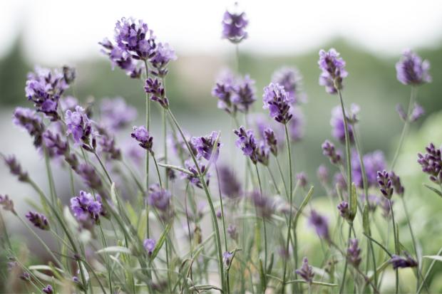 Basingstoke Gazette: Lavender field. Credit: Canva