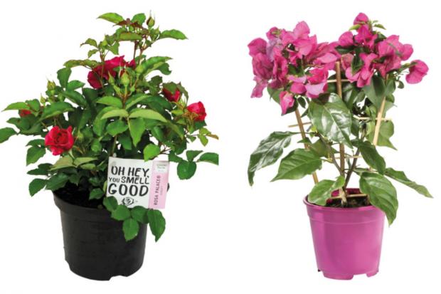 Basingstoke Gazette: (left) Garden Rose and (right) Bougainvillea (Lidl/Canva)