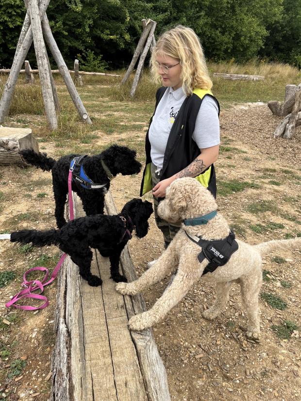 Basingstoke Gazette: Megan walking a group of dogs