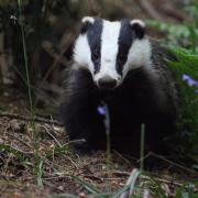 A badger was found decapitated on March 23 by a member of the public. Stock image