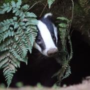 Over 1000 badgers killed in Hampshire cull despite none tested for bovine TB