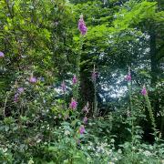 Fox glove towering over the path, picture by Imogen Barber