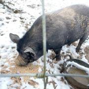 No sightings of Squeak as owners believe pig might have been stolen