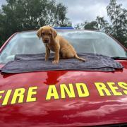 Adorable new recruits Red and Saxon  em-bark on new career at fire service