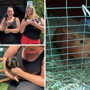 Keki’s Guinea Pig Rescue