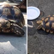 The tortoise was found in the Pennine Way area of Buckskin