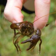 White-clawed crayfish, photo: Ben Rushbrook