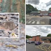 Council working to bring McDonald's and KFC rat infestation 'under control'