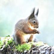 Hampshire Chronicle Camera Club member Brian Cooper photographed this red squirrel on a trip to the Isle of Wight