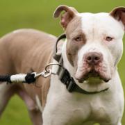 Secure dog facility near Basingstoke forced to introduce new rules for XL bullies