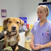 The local branches are part of the RSPCA family but are funded independently and rely on public support