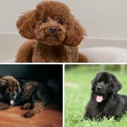 Tibetan Mastiffs, Newfoundland and Mastiffs top the list of most expensive dogs to own over its lifetime.