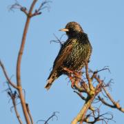 Where can I spot starlings near Salisbury?