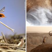Photographs from the Wildlife Photographer of the Year exhibition