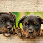 Stock image of puppies