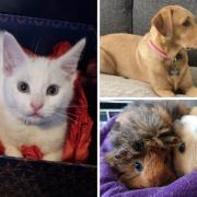 Readers share photos of their furry friends for National Pet Day