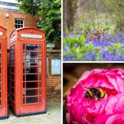Basingstoke Gazette Camera Club members snap brilliant April colours