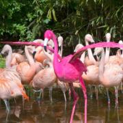 Ken the flamingo sculpture
