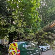 A tree that fell down on top of a van on Cranbury Place, Southampton. (May 8, 2024)