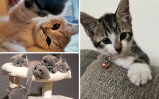 Readers celebrate National Kitten Day: 13 adorable photos of purrfect pets