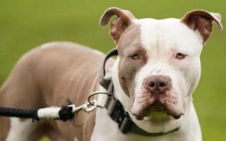 Basingstoke owner of American bully dog facing judgement after government ban