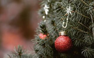 Residents in Basingstoke can take their tree to be recycled at a designated collection point