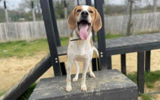 Harper, a three-year old Trailhound crossbreed