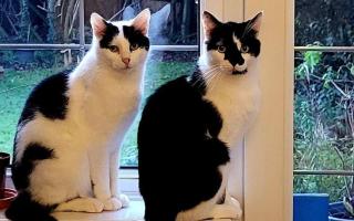 Adorable 'heartbroken' cats looking for forever home this Valentines Day