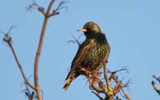Where can I spot starlings near Salisbury?