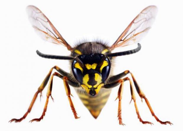 Basingstoke Gazette: A wasp